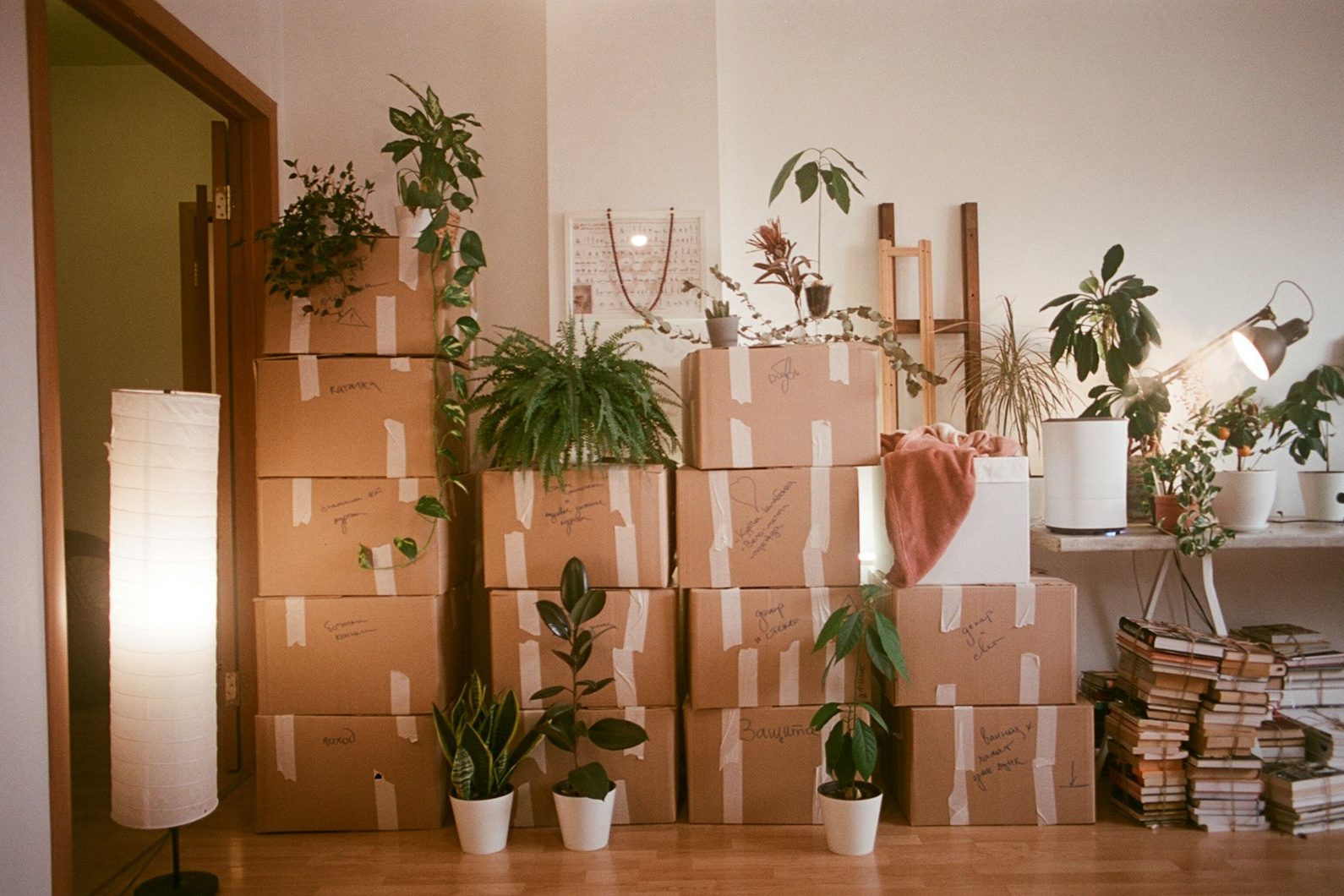 Taped cardboard boxes stacked against a wall in a bright room full of potted plants